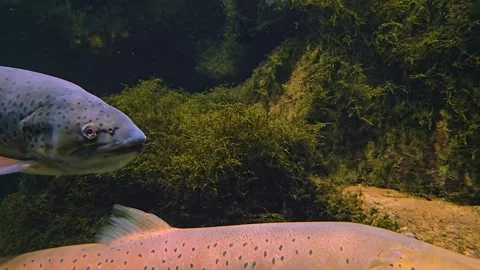  A large steelhead trout  Stock Footage 244992768