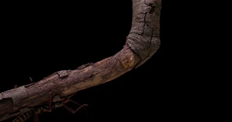 A Large Stick Bug Walking Across a Tree | Stock Video | Pond5