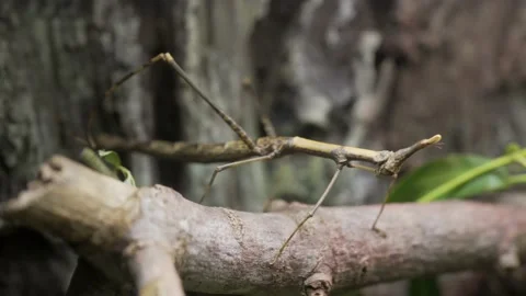 Large stick insect on a branch Stock Footage 197446419