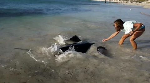 Large stingray being fed in Southern Australia Stock Footage 45180669