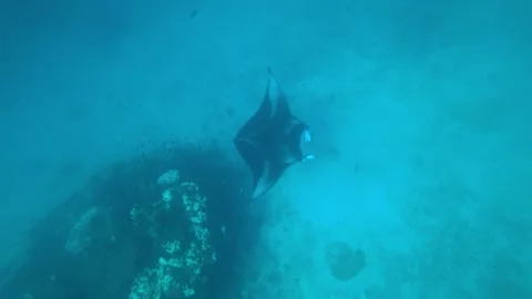 A large stingray or sea devil swims on the bottom Video stock 295384862