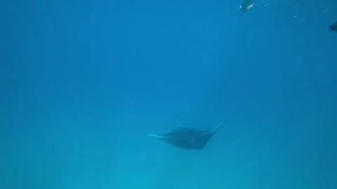 A large stingray or sea devil swims on the bottom Stock Footage 295384895