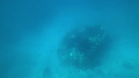 A large stingray or sea devil swims on the bottom Stock Footage 296274802