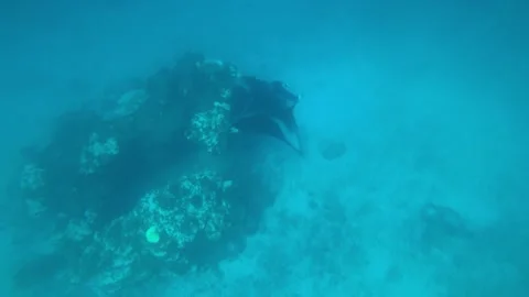 A large stingray or sea devil swims on the bottom Stock Footage 296555014