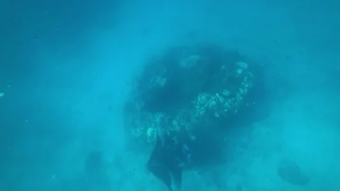 A large stingray or sea devil swims on the bottom Stock Footage 297746759