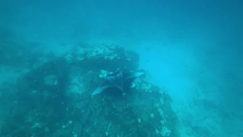 A large stingray or sea devil swims on the bottom Stock Footage 297746797