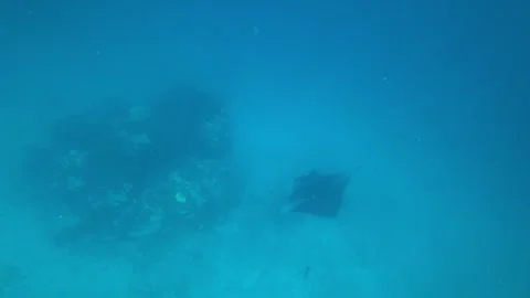 A large stingray or sea devil swims on the bottom Stock Footage 299223326