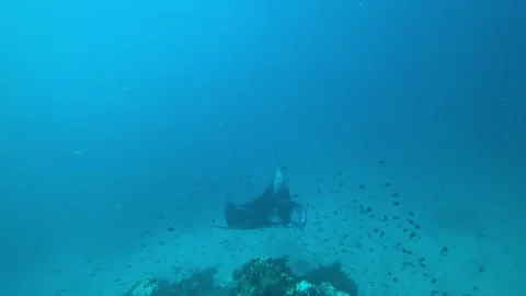 A large stingray or sea devil swims on the bottom Stock Footage 301612696