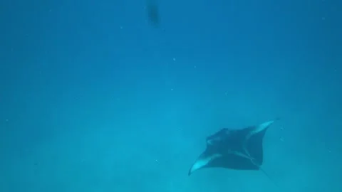 A large stingray or sea devil swims on the bottom Stock Footage 303966307