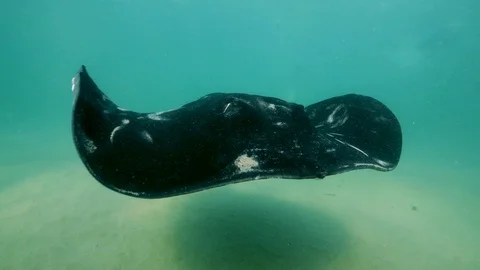Large Stingray in slow motion Video stock 104385484