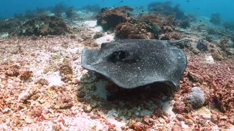 Large stingray swimming close to the camera and away over coral patches Stock Footage 130238953