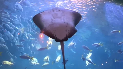 Large Stingray in tank display Stock Footage 252154066