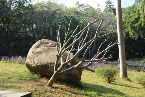 A large stone boulder with dead tree branches growing on it, in the park of.. Stock Photos