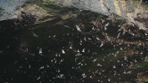 A large stone cave from which a huge flock of bats flies out in the daytime Stock Footage 168427400