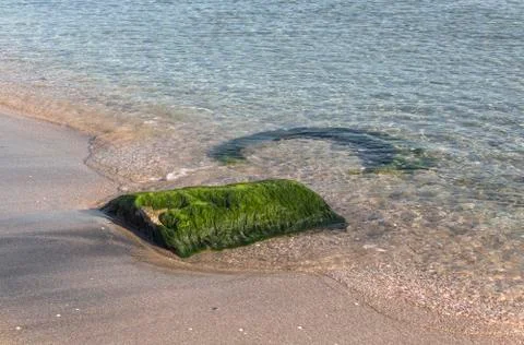 A large stone-clad in algae. Stock Photos