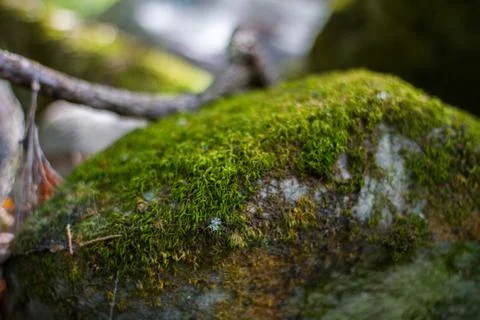 A large stone covered with moss Stock Photos