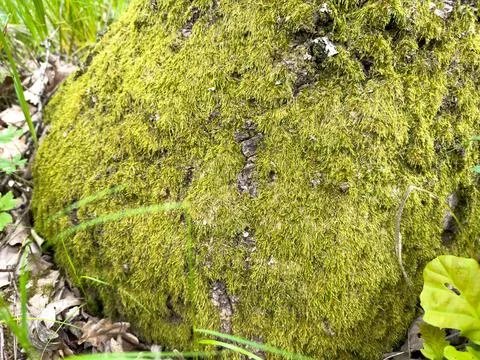 A large stone covered with thick moss Stock Photos