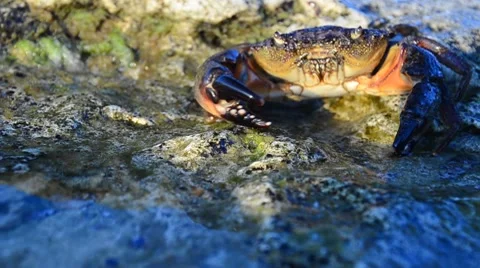 Large Stone crab Stock Footage 7740411
