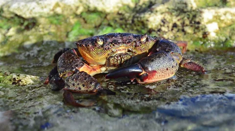 Large Stone crab Stock Footage 34665960