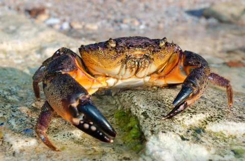 Large stone crab Stock Photos