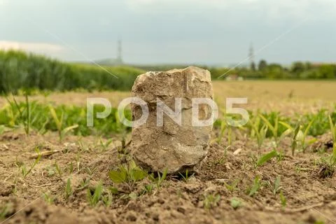 Large stone on a field on which grain grows in spring Stock Photos