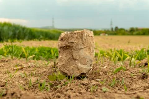 Large stone on a field on which grain grows in spring Foto stock