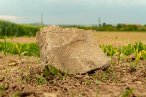 Large stone on a field on which grain grows in spring Stock Photos