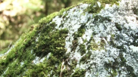 A large stone in the forest covered with moss Stock Footage 93179478