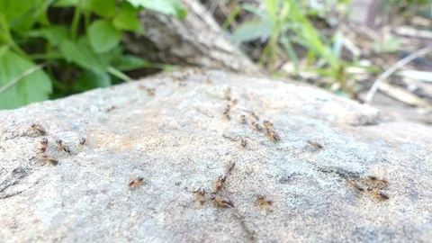 A large stone in the forest has a termite walking on it. Stock-Footage 110124132
