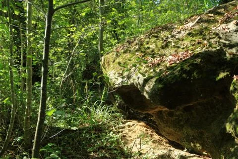 Large stone in the forest. Stock Photos