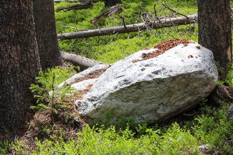 Large stone in forest Foto stock
