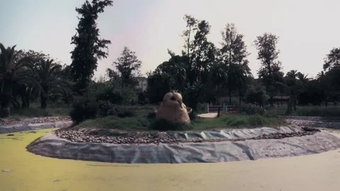 Large Stone Frog Sculpture In Algae Pond At Benslimane Park Morocco Stock Footage 340400752