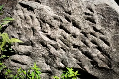 Large Stone with Interesting Texture Behind Greenery Stock Photos
