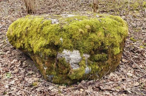 A large stone overgrown with moss Stock Photos
