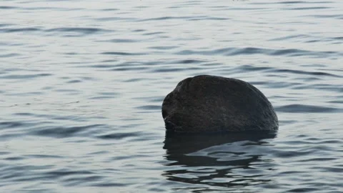 A large stone on the seashore, washed by small waves Vídeos de archivo 254938299