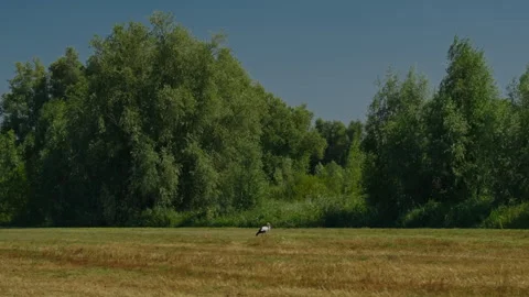 Large Stork Feeding and Walking in Green Field Surrounded by Trees Under Blue Stock Footage 343911387
