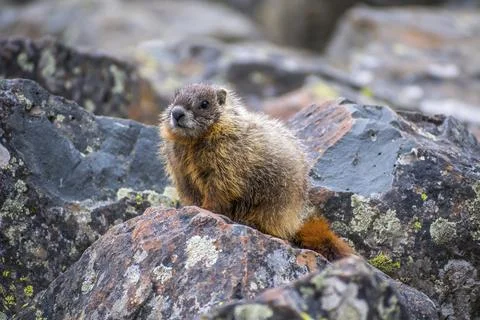 A large, stout-bodied ground squirrel marmot in the preserve park Stock Photos