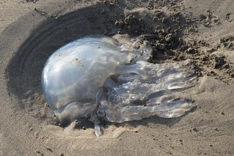 Large stranded jellyfish Stock Photos