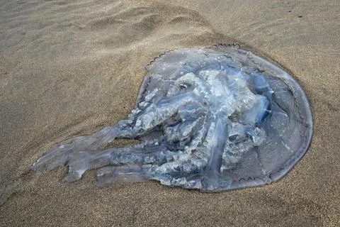 Large stranded jellyfish Stock Photos