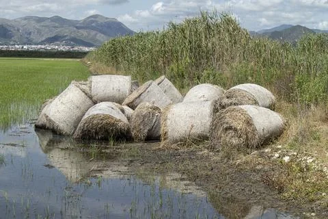 Large straw bales rest at the edge of a flooded paddy field in a Spanish ag.. Stock Photos