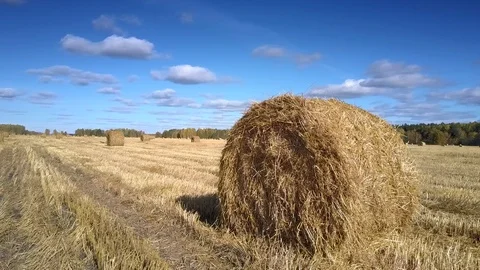 Large straw round bale lies on huge stubble field 库存影片 103406913