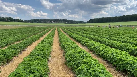 Large strawberry fields. Stock Footage 245079186