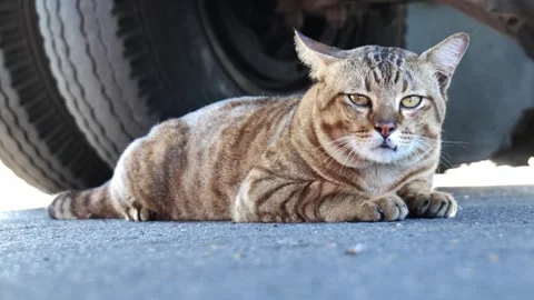 A large stray cat resting under a parked car to escape the heat on a sunny stree Video stock 332260914