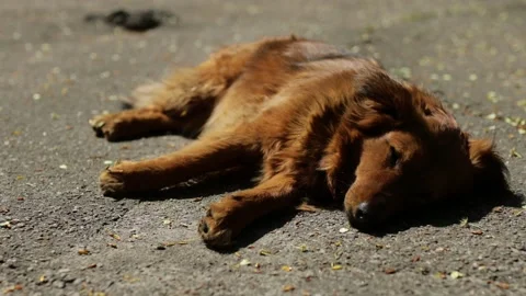 A large stray dog sleeps on the pavement. Stock Footage 133122627