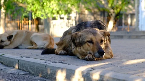 Large stray dogs lying on the ground Video stock 107343380
