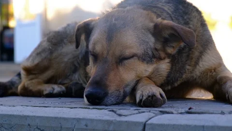 Large stray dogs sleeping on the ground Stock Footage 121116034