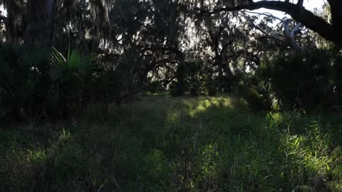 A large stretch of greenery with many small plants covering the ground! Stock-Footage 331020799