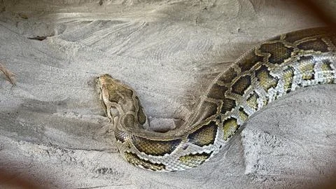 A large, striking python with distinctive scales and markings lies still on a Stock Photos