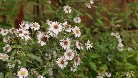 Large striped bumblebees gather nectar Stock Footage 87319948