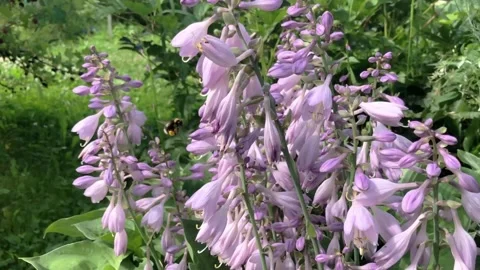Large striped bumblebees work tirelessly pollinating flowers bells Stock Footage 311874139